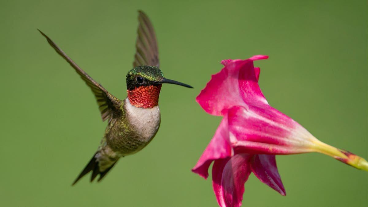 Colobri obtaining pollen from plants