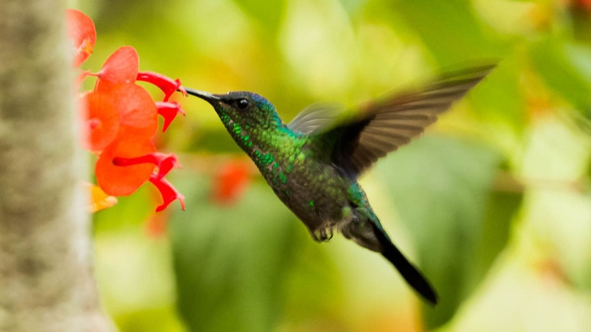 The benefits of having hummingbirds in your garden