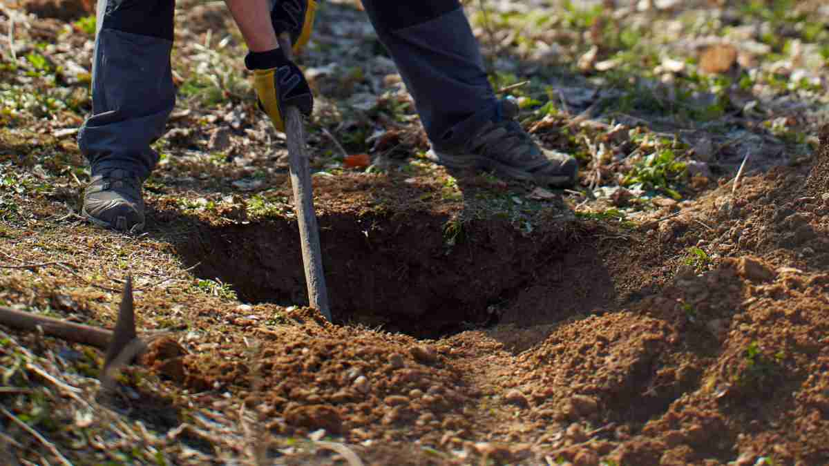 Coins discovered by father and son, a valuable treasure