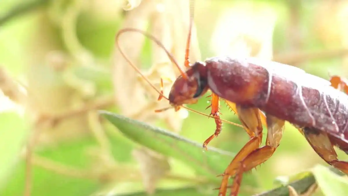 Powerful Plant that Keeps Cockroaches Out of your Kitchen