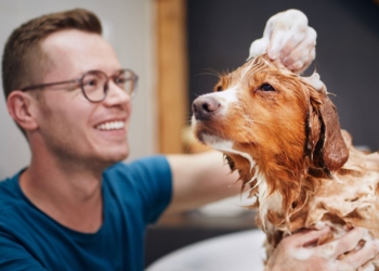 Lavar al perro