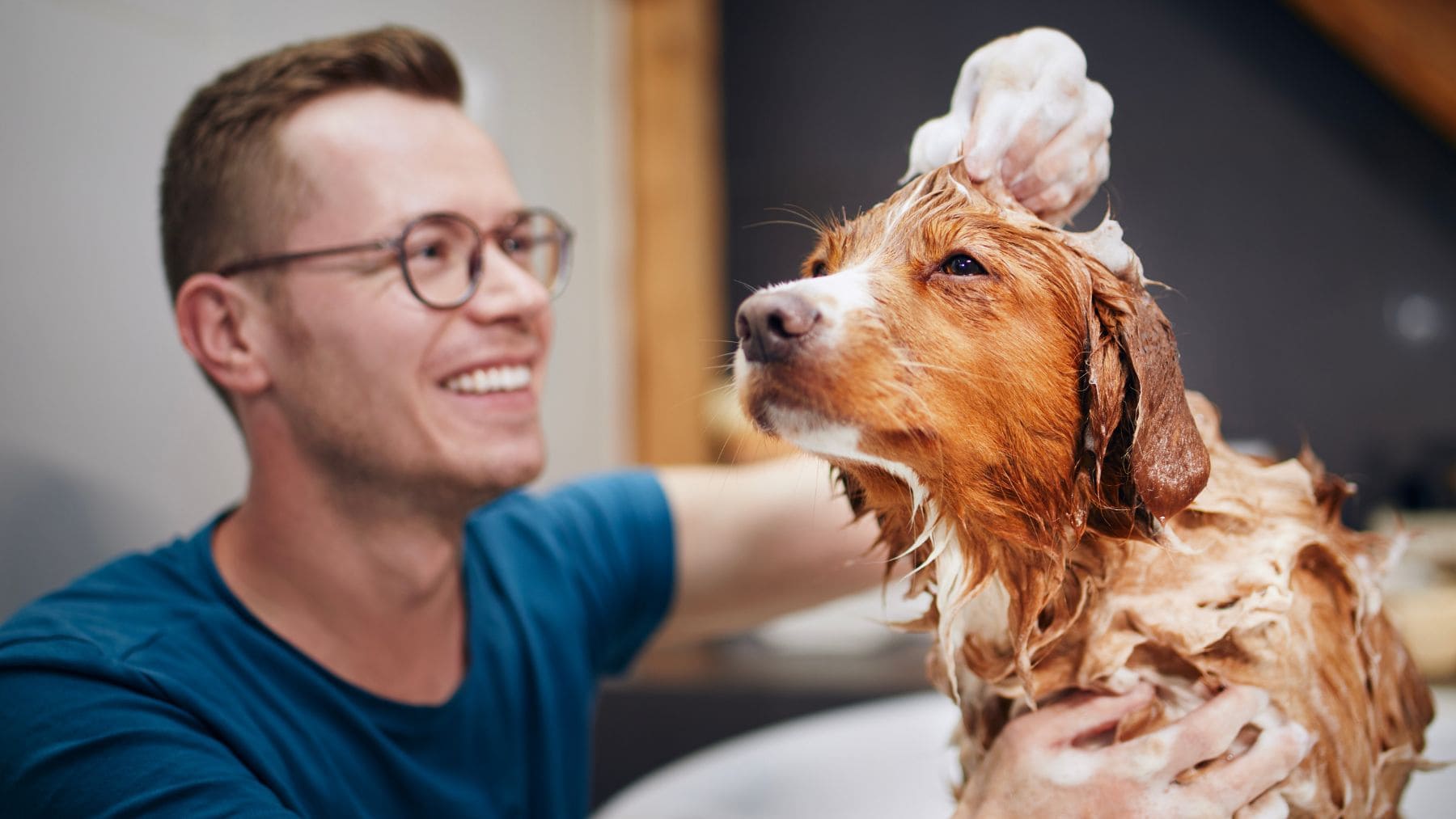 Lavar al perro