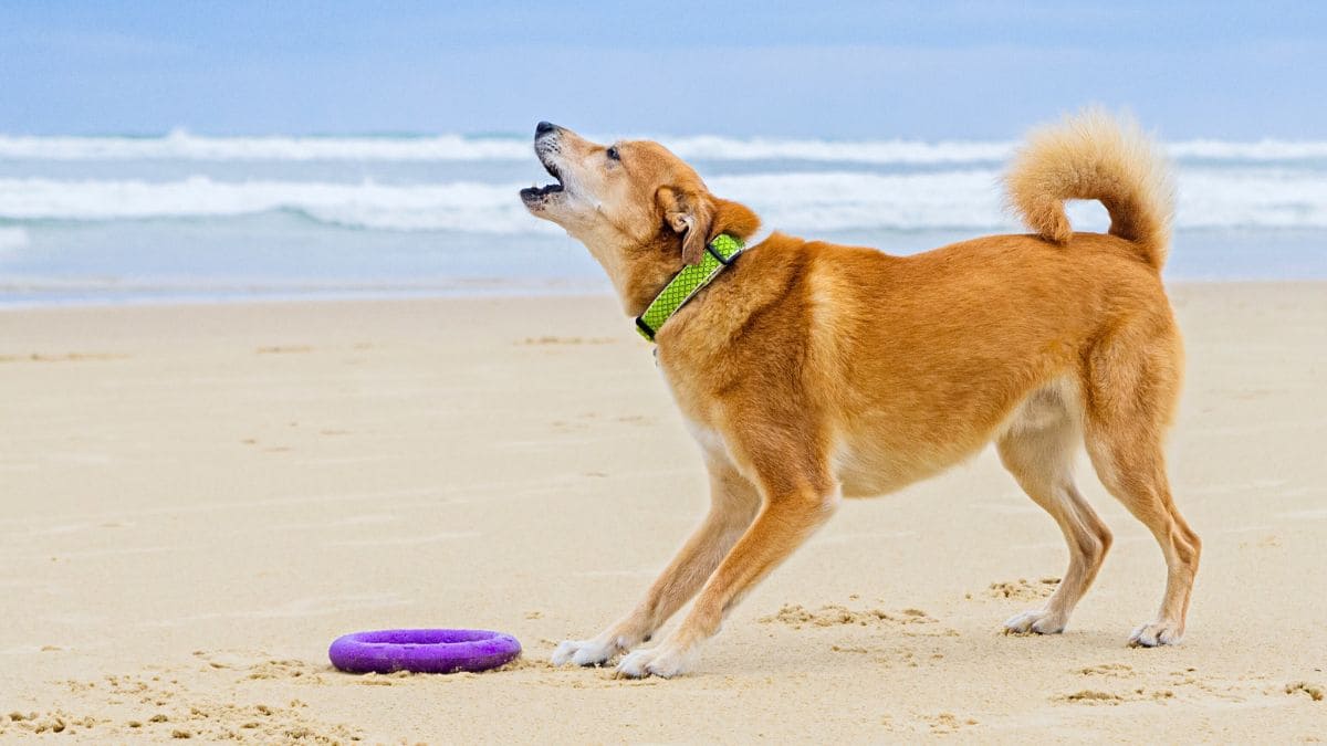 Perro en una playa ladrando para jugar