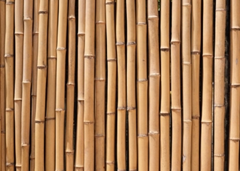 El bambú tiene la culpa del fin del hormigón