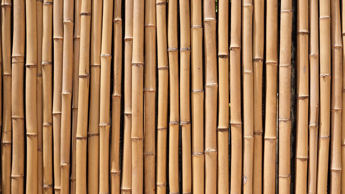 El bambú tiene la culpa del fin del hormigón