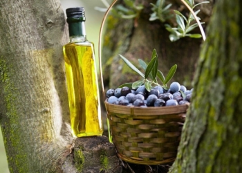 Expertos en aceite de oliva tienen malas noticias