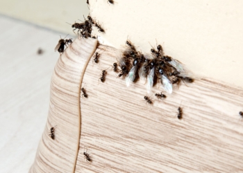 El truco con bicarbonato para eliminar plagas de hormigas en casa