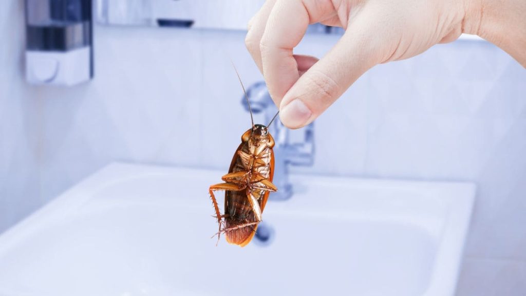 Cómo eliminar las plagas de cucarachas en verano