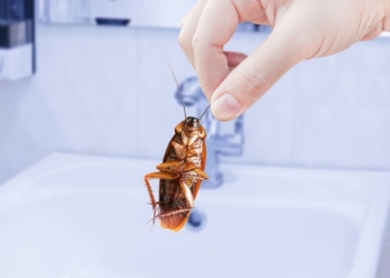 Cómo eliminar las plagas de cucarachas en verano