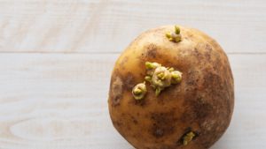 Esto es lo que ocurre si comes las patatas germinadas con brotes y raíces