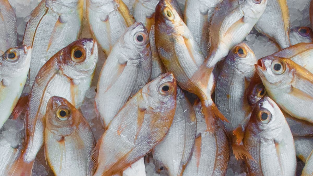 OCU revela mejor supermercado comprar pescado España