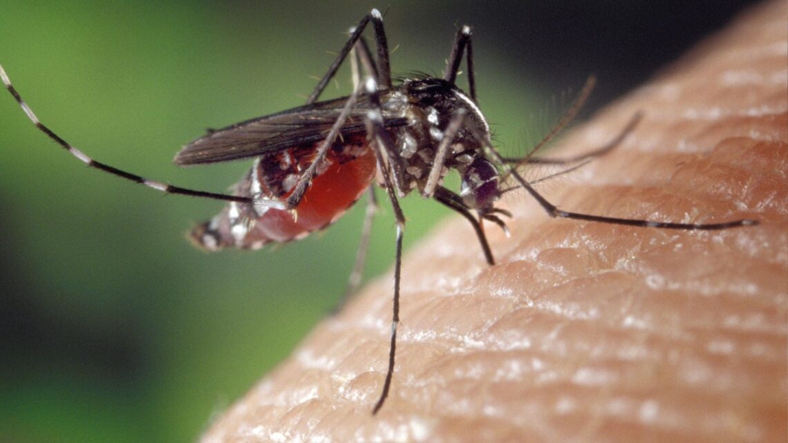 Mosquitos truco viral