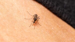 Di adiós a los mosquitos para siempre: Aldi tiene la solución para que no vuelvan a molestarte