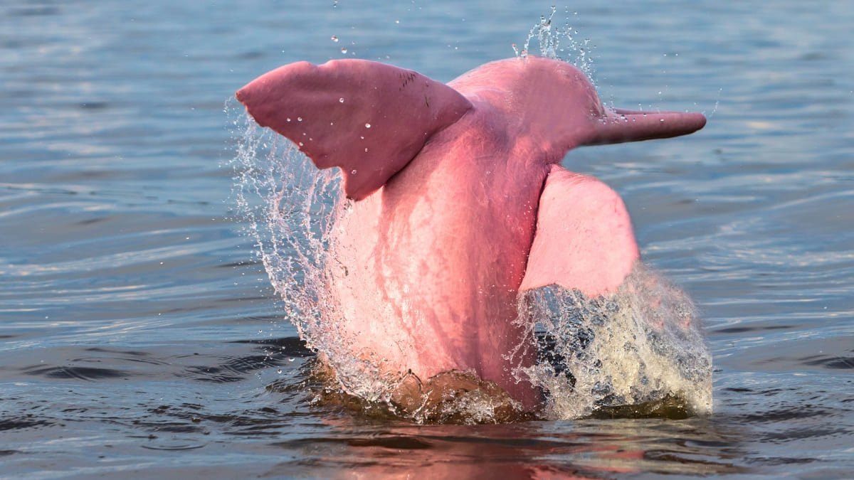 Momento histórico avistamiento delfín rosa