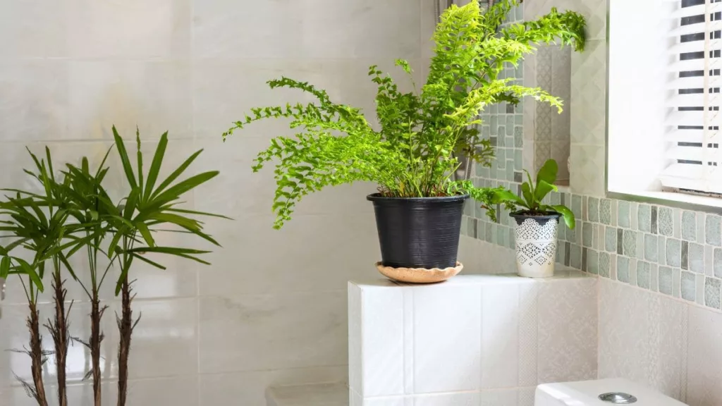 Planta baño reducir humedad ambiente