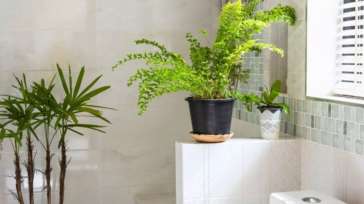 Planta baño reducir humedad ambiente